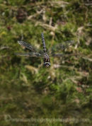 Common Hawker Dragonfly in flight.